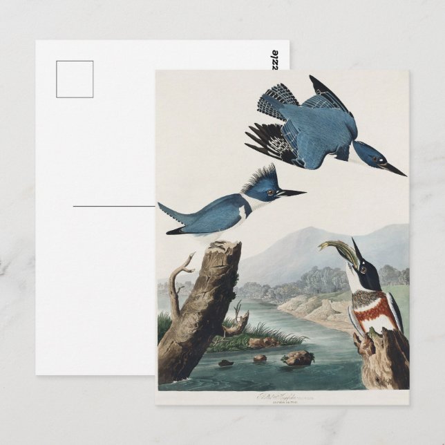 Postal Arte de pájaro Martín pescador cintado de Audubon  (Anverso / Reverso)
