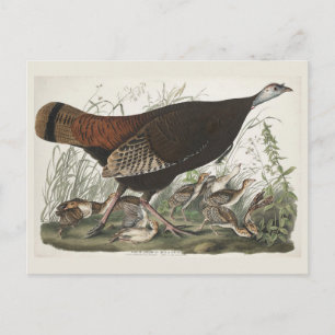 Postal Arte de Pava Silvestre Hembra y Joven de Audubon V