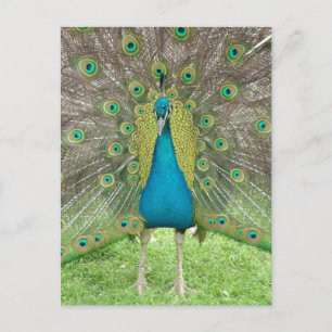 Postal Arte de pavo real vo1