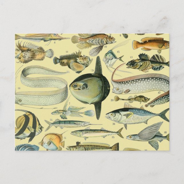 Postal Arte de pesca científica de peces de época (Anverso)