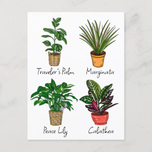 Postal Arte de plantas de casa dibujadas a mano  