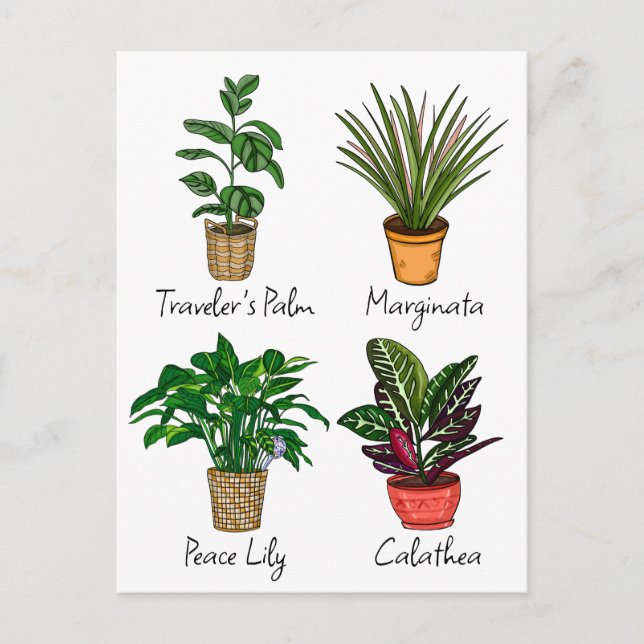 Postal Arte de plantas de casa dibujadas a mano (Anverso)
