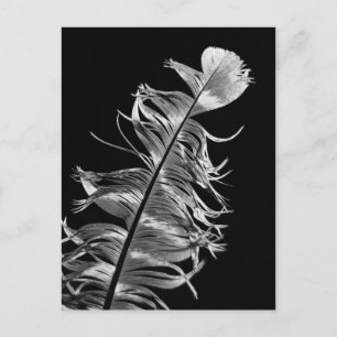 Postal Arte de plumas fotográficas en blanco y negro