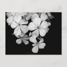 Arte de Plumbago Monocromo Vintage