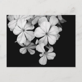 Postal Arte de Plumbago Monocromo Vintage