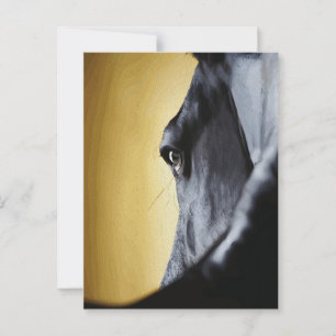Postal Arte de primer plano del ojo de caballo majestuoso