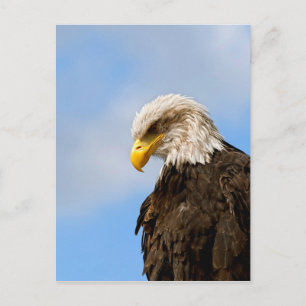 Postal Arte de retrato de vida silvestre de águila calva