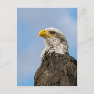 Postal Arte de retrato de vida silvestre del águila calva
