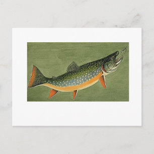 Postal arte de trucha brook de Louis Agassiz Fuertes