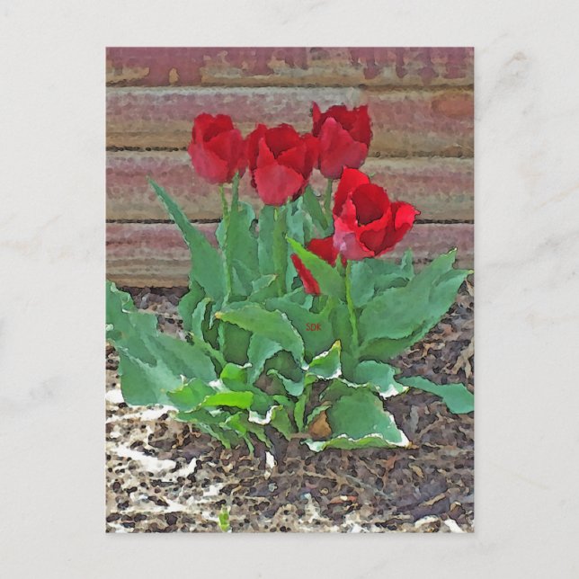 Postal Arte de tulipanos rojos (Anverso)