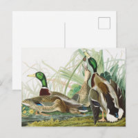 Arte de vida silvestre de pato silbón de Audubon v