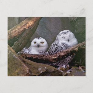 Postal Arte de vida silvestre del bosque de pareja de búh