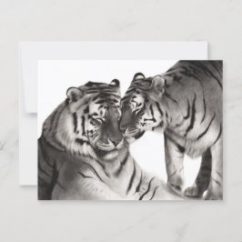 Postal Arte de vida silvestre pintado a mano por tigres