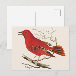 Postal Arte decorativo de pájaro naturalista Tanager Esca