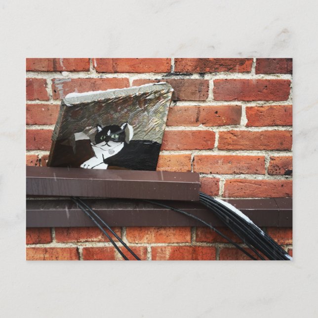 Postal arte del gato callejero (Anverso)