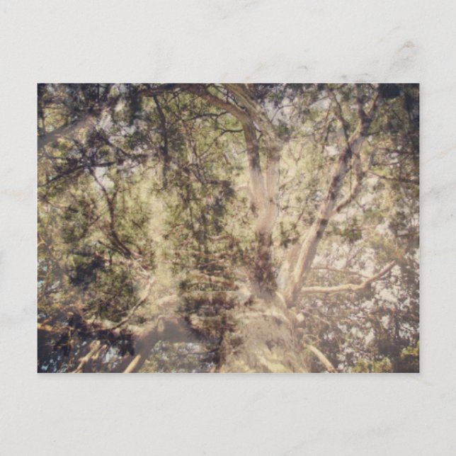 Postal Arte digital de capas de árbol (Anverso)