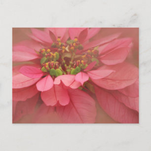 Postal Arte digital de poinsettias con rubor de rosa