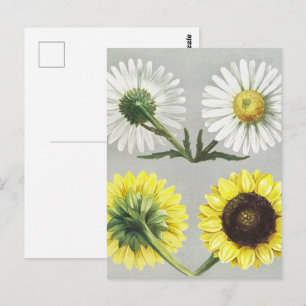 Postal Arte Floral Botánico de Girasol Daisy Vintage