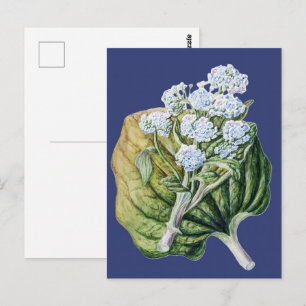 Postal Arte Floral Botánico Vintage Azul Nomeolvides