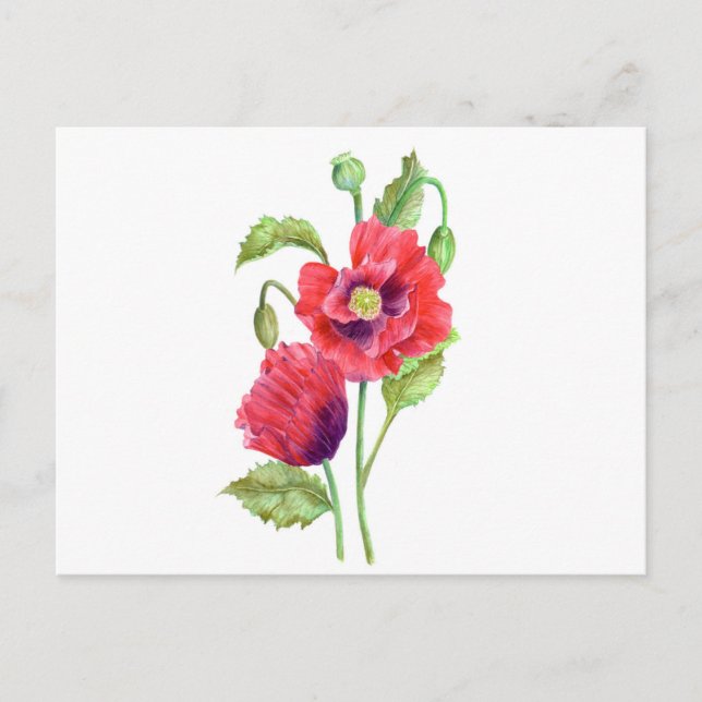 Postal Arte floral de Red Poppies (Anverso)