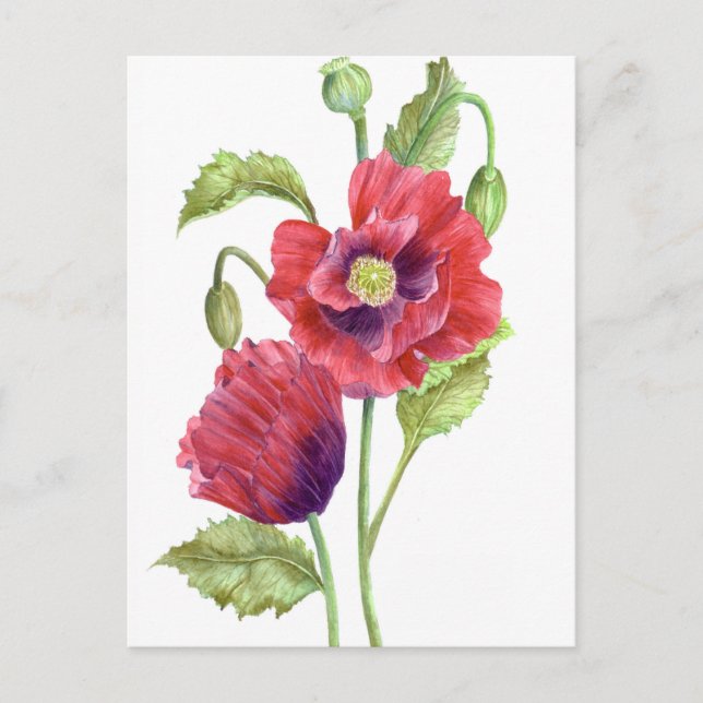 Postal Arte floral de Red Poppies (Anverso)