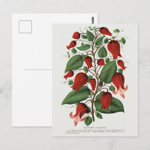 Postal Arte Floral Rojo Vintage Clematis Coccinea