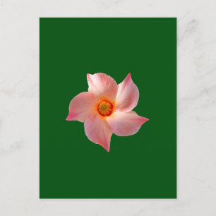 Postal Arte floral rosa