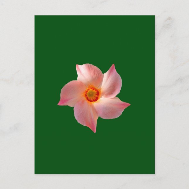 Postal Arte floral rosa (Anverso)