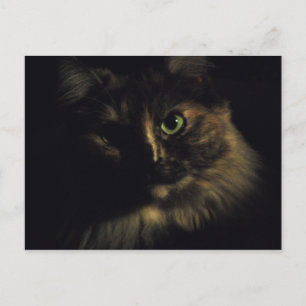 Postal Arte fotográfico de gato sombra ojos verdes gatito