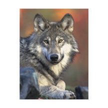 Arte Gray Wolf