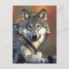 Postal Arte Gray Wolf