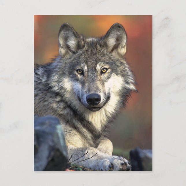Postal Arte Gray Wolf (Anverso)