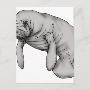 Postal arte manatí