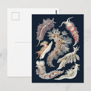 Postal Arte Oceánico de Nudibranquios Vintage Haeckel