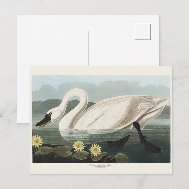 Postal Arte Vintage de Audubon Nenúfar Cisne Blanco (Anverso / Reverso)
