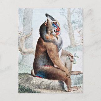 Postal Arte vintage de Baboon variado