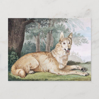 Postal Arte vintage de lobo blanco