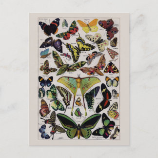 Postal Arte vintage de mariposas y polillas