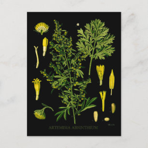 Postal Artemesia Absinthium