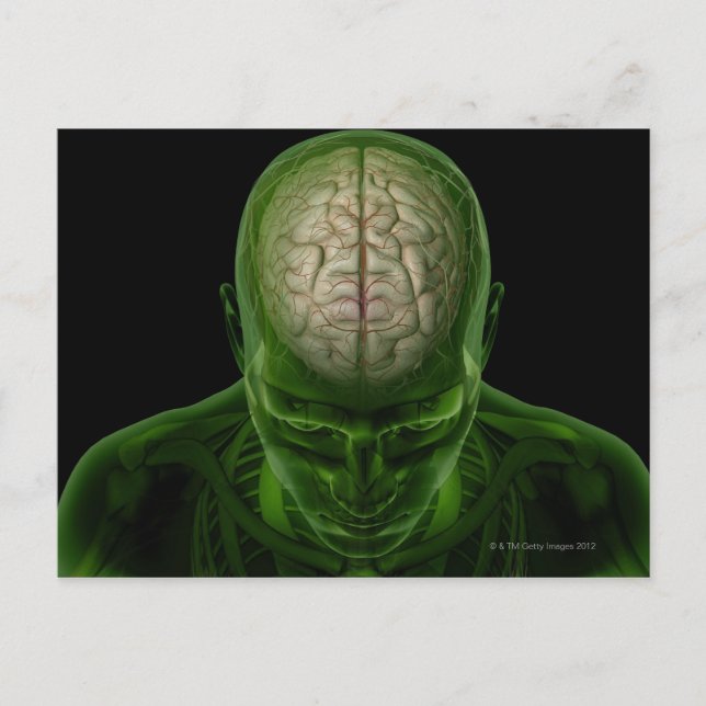 Postal Arterias cerebrales (Anverso)