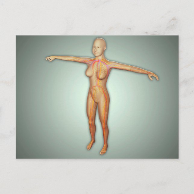 Postal Arterias, venas y sistema nervioso femenino (Anverso)