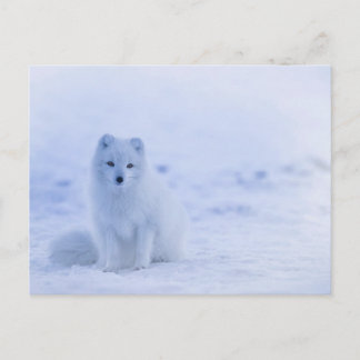 Postal Artic Baby Fox