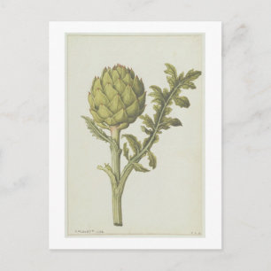 Postal Artichoke: Cynara scolymus, c.1568