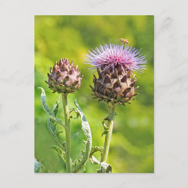 Postal Artichoke Thistle (Anverso)
