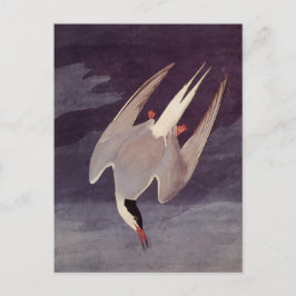 Postal Ártico, por John James Audubon, pájaros de época