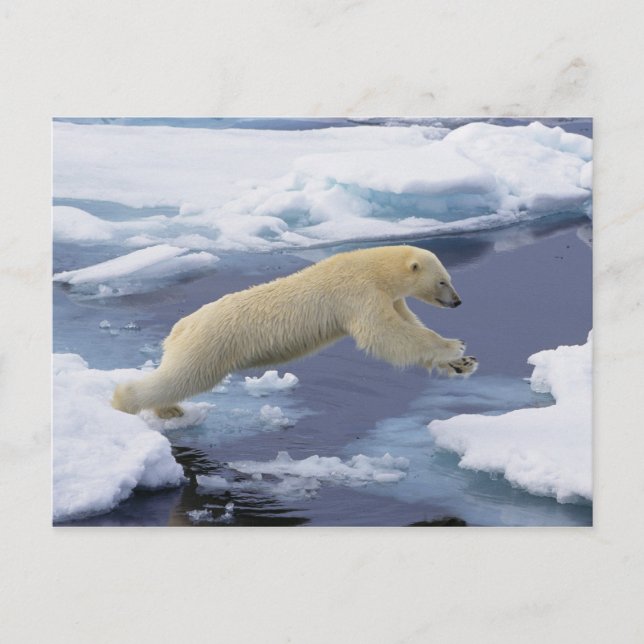 Postal Ártico, Svalbard, Oso Polar extendiéndose (Anverso)