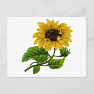 Postal Artículo de regalo de Personalizado de girasol vin