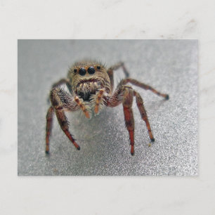 Postal Artículos a juego de salto de la serie de la araña