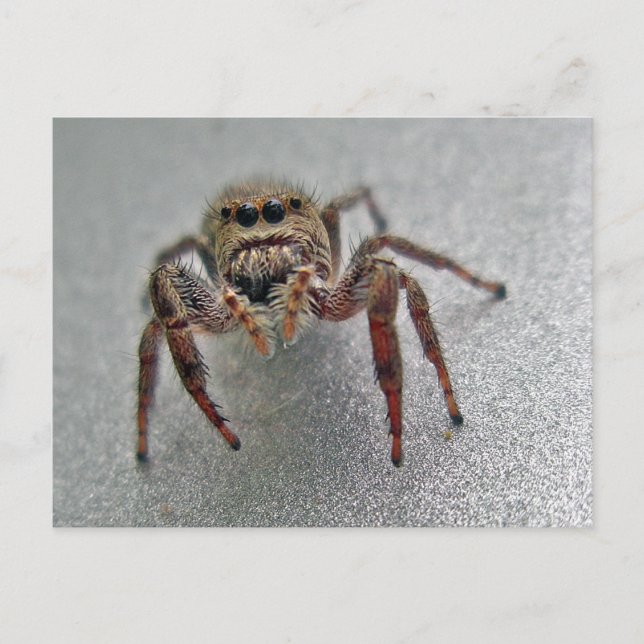Postal Artículos a juego de salto de la serie de la araña (Anverso)