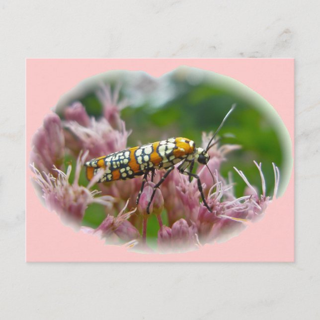 Postal Artículos de Ailanthus Webworm Moth (Atteva puncte (Anverso)